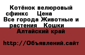 Котёнок велюровый сфинкс. › Цена ­ 15 000 - Все города Животные и растения » Кошки   . Алтайский край